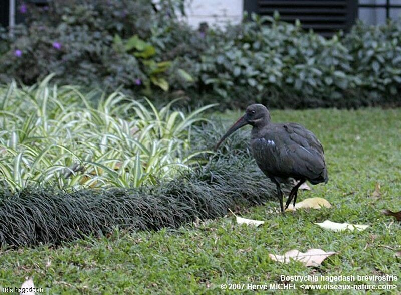 Ibis hagedashadulte