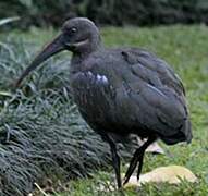 Hadada Ibis