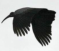 Hadada Ibis