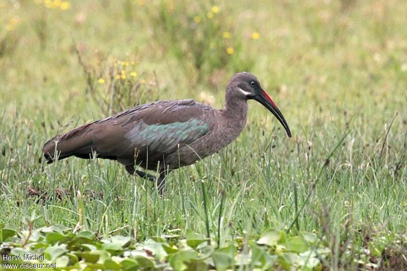 Hadada Ibisadult, habitat, pigmentation, walking, fishing/hunting