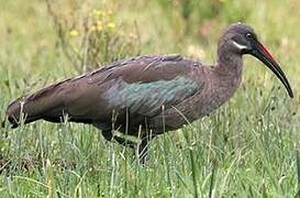 Hadada Ibis