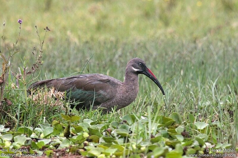 Ibis hagedashadulte