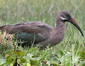 Ibis hagedash