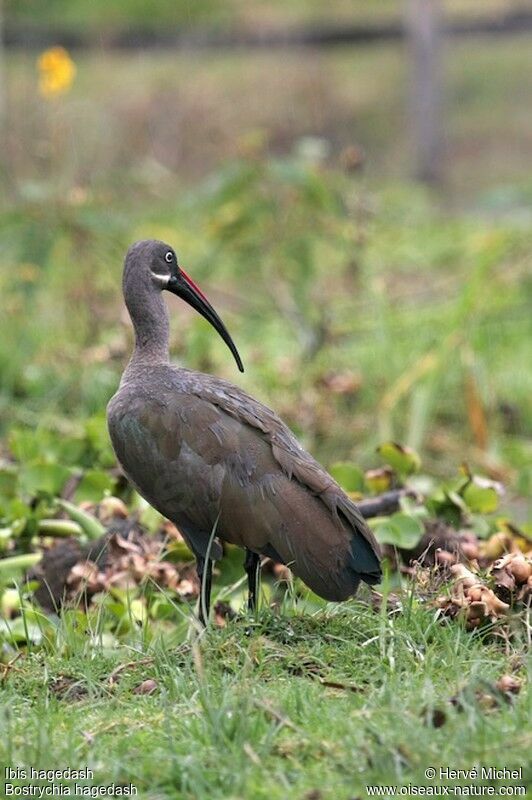 Ibis hagedashadulte