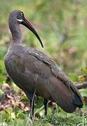 Hadada Ibis