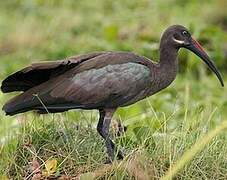 Hadada Ibis