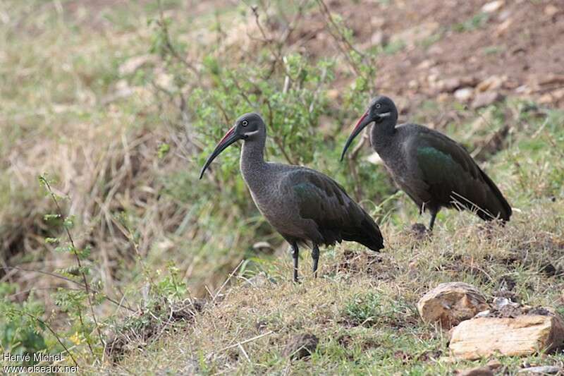 Ibis hagedashadulte