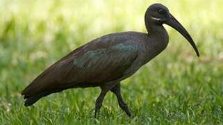 Hadada Ibis