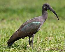 Hadada Ibis