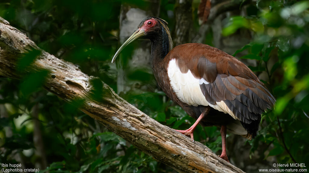 Ibis huppéadulte