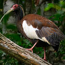 Ibis huppé