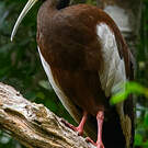 Ibis huppé