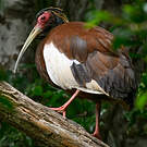 Ibis huppé