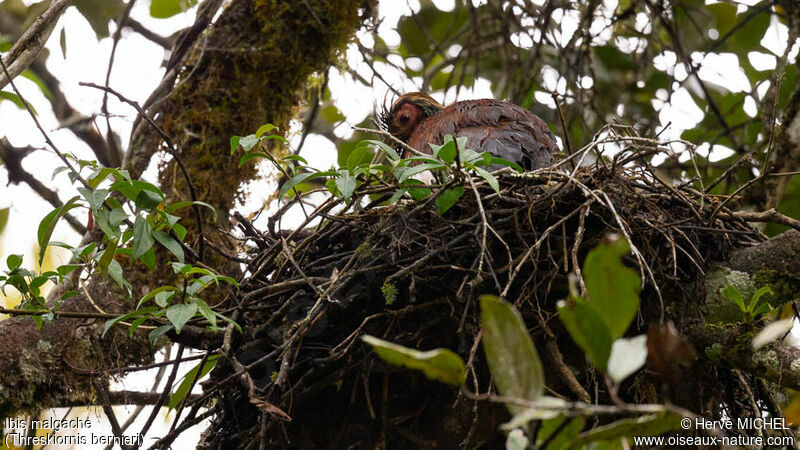 Malagasy Sacred Ibisadult, Reproduction-nesting