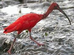 Ibis rouge