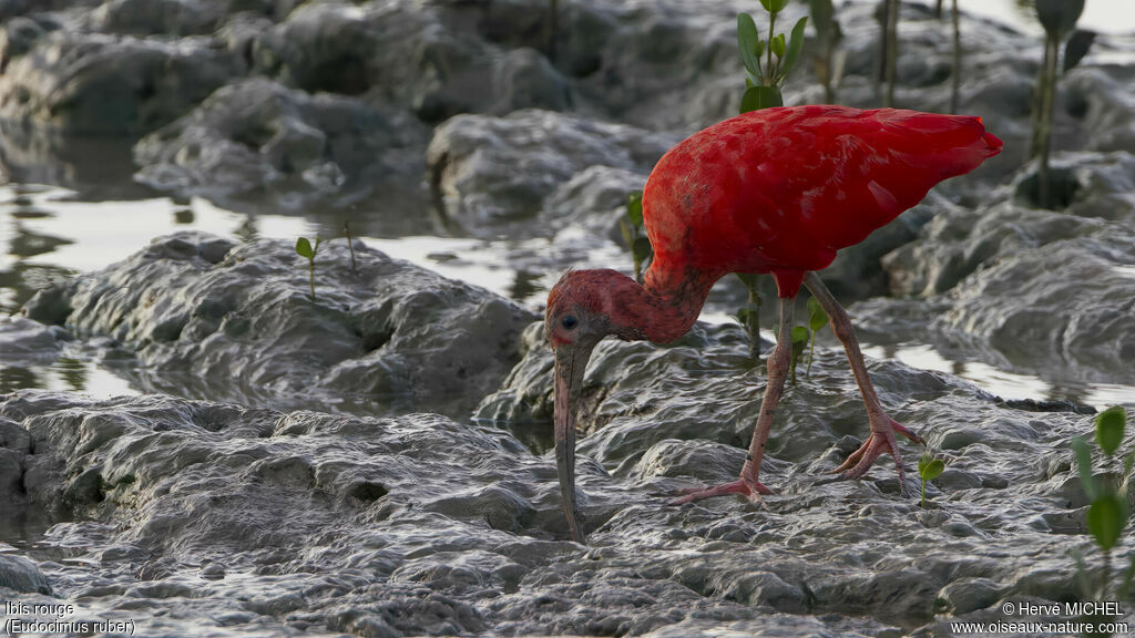 Ibis rougeadulte, identification