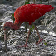 Ibis rouge