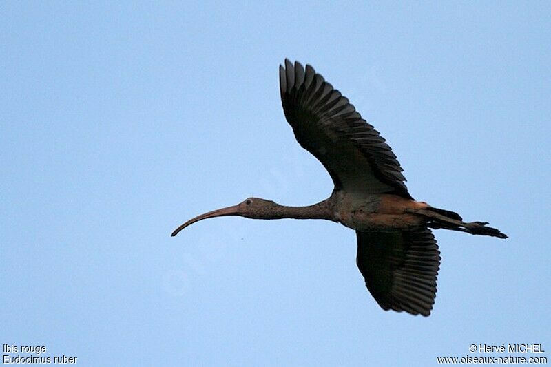 Ibis rougeimmature, Vol