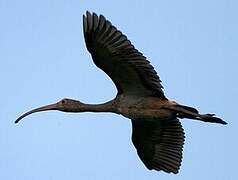 Scarlet Ibis