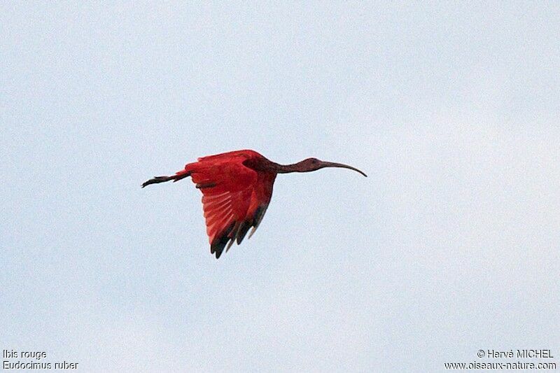 Ibis rougeadulte, Vol