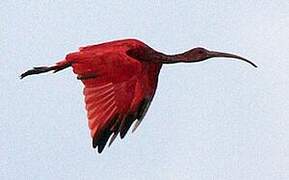 Scarlet Ibis