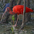 Ibis rouge