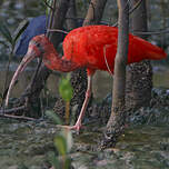 Ibis rouge