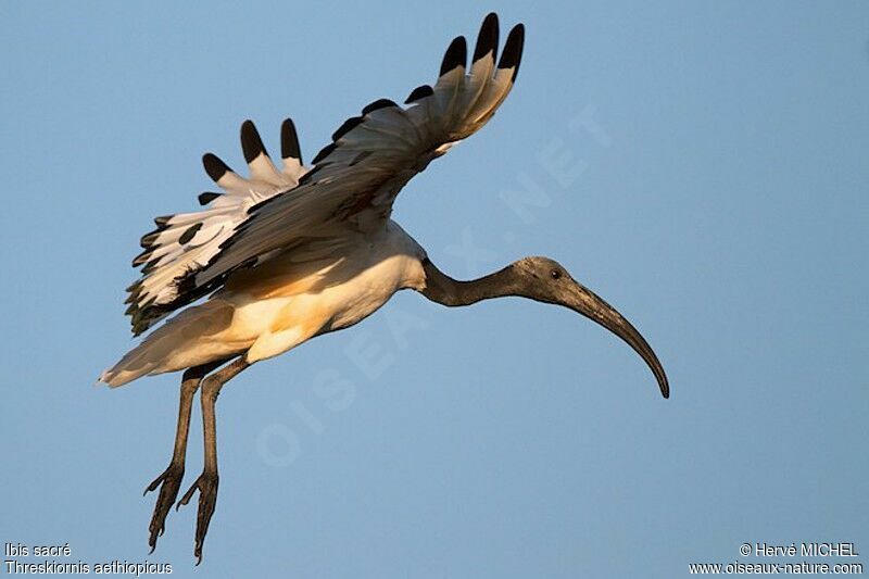 African Sacred Ibis