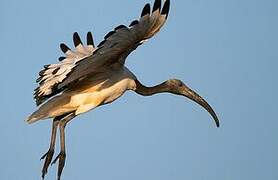 African Sacred Ibis