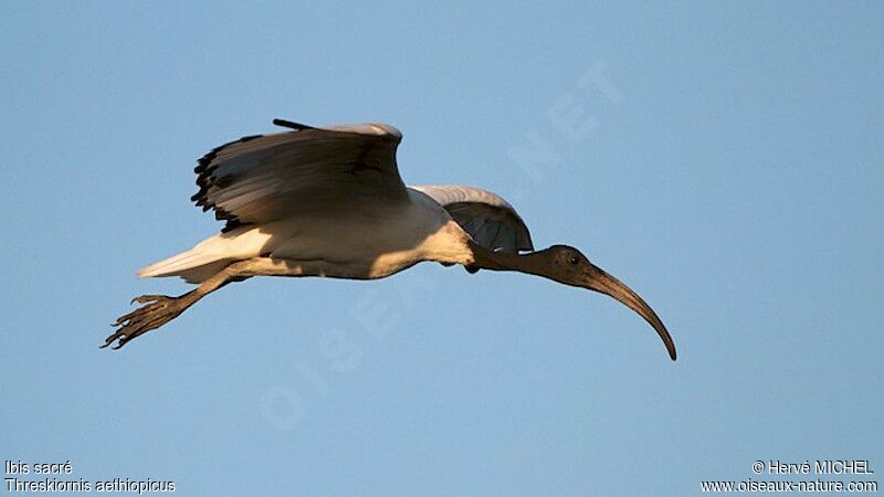 African Sacred Ibis