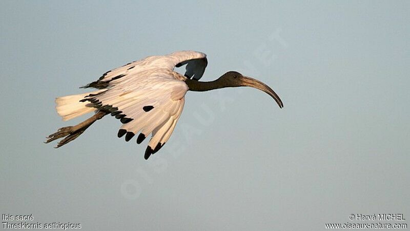 African Sacred Ibis