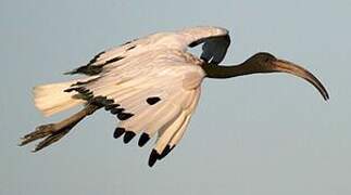 African Sacred Ibis