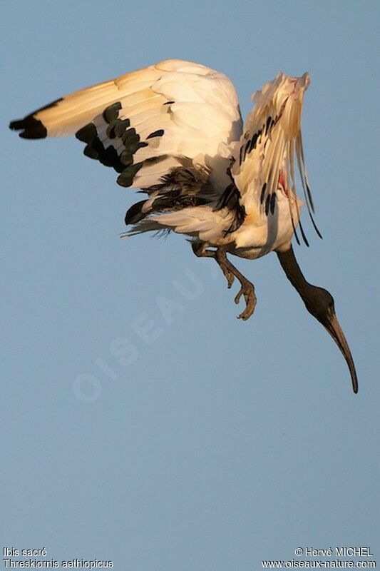 African Sacred Ibis