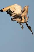 African Sacred Ibis