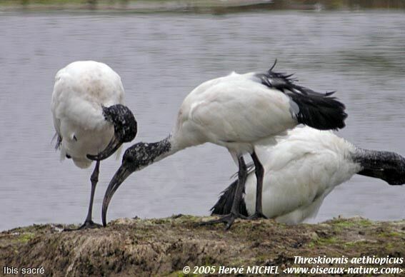 Ibis sacréadulte internuptial