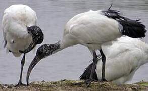 African Sacred Ibis