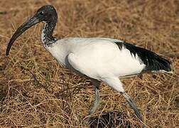 African Sacred Ibis