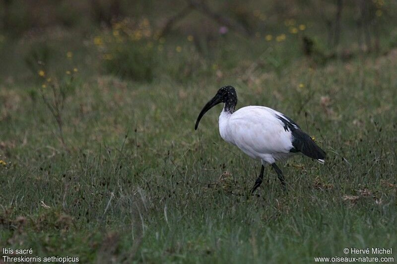 Ibis sacréadulte internuptial