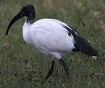 African Sacred Ibis