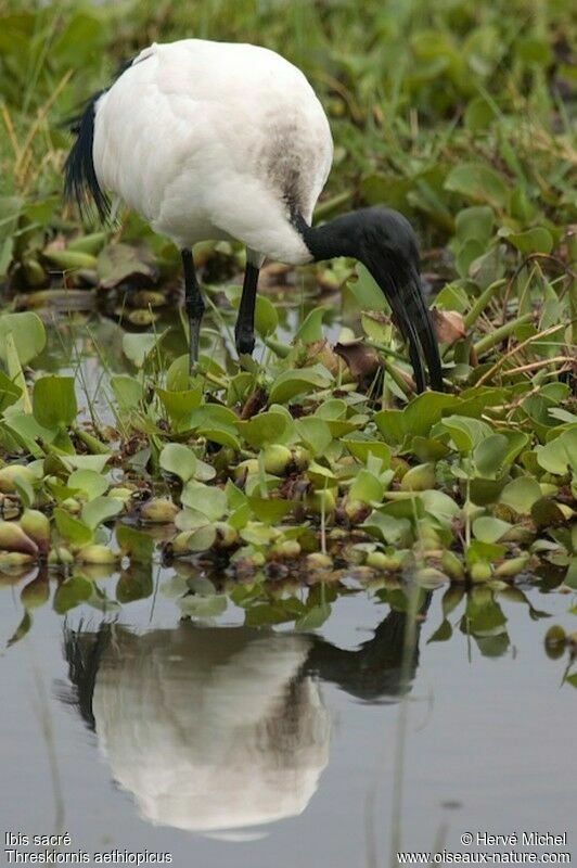 Ibis sacrésubadulte