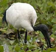 African Sacred Ibis