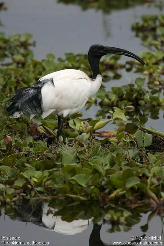 Ibis sacréadulte nuptial