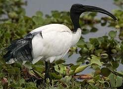 African Sacred Ibis