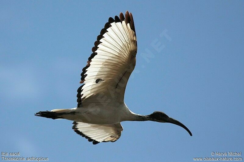 Ibis sacréimmature