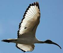 African Sacred Ibis