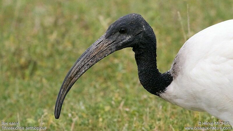 African Sacred Ibis