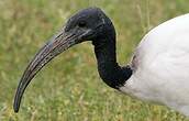 Ibis sacré