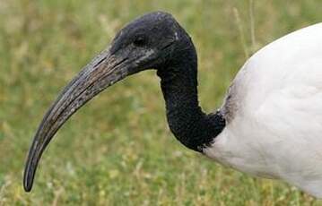 Ibis sacré