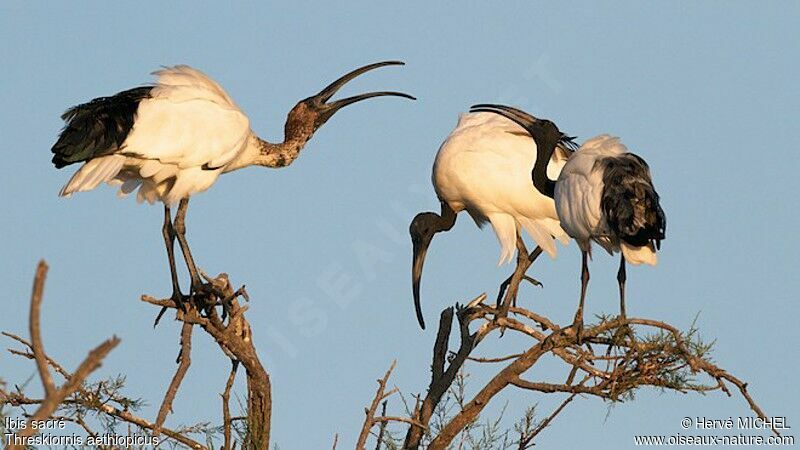 African Sacred Ibis