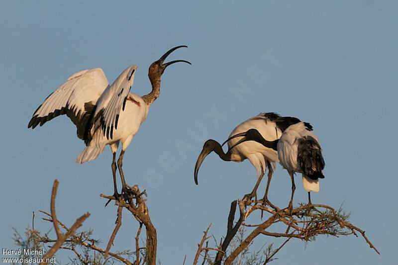 Ibis sacréadulte, chant